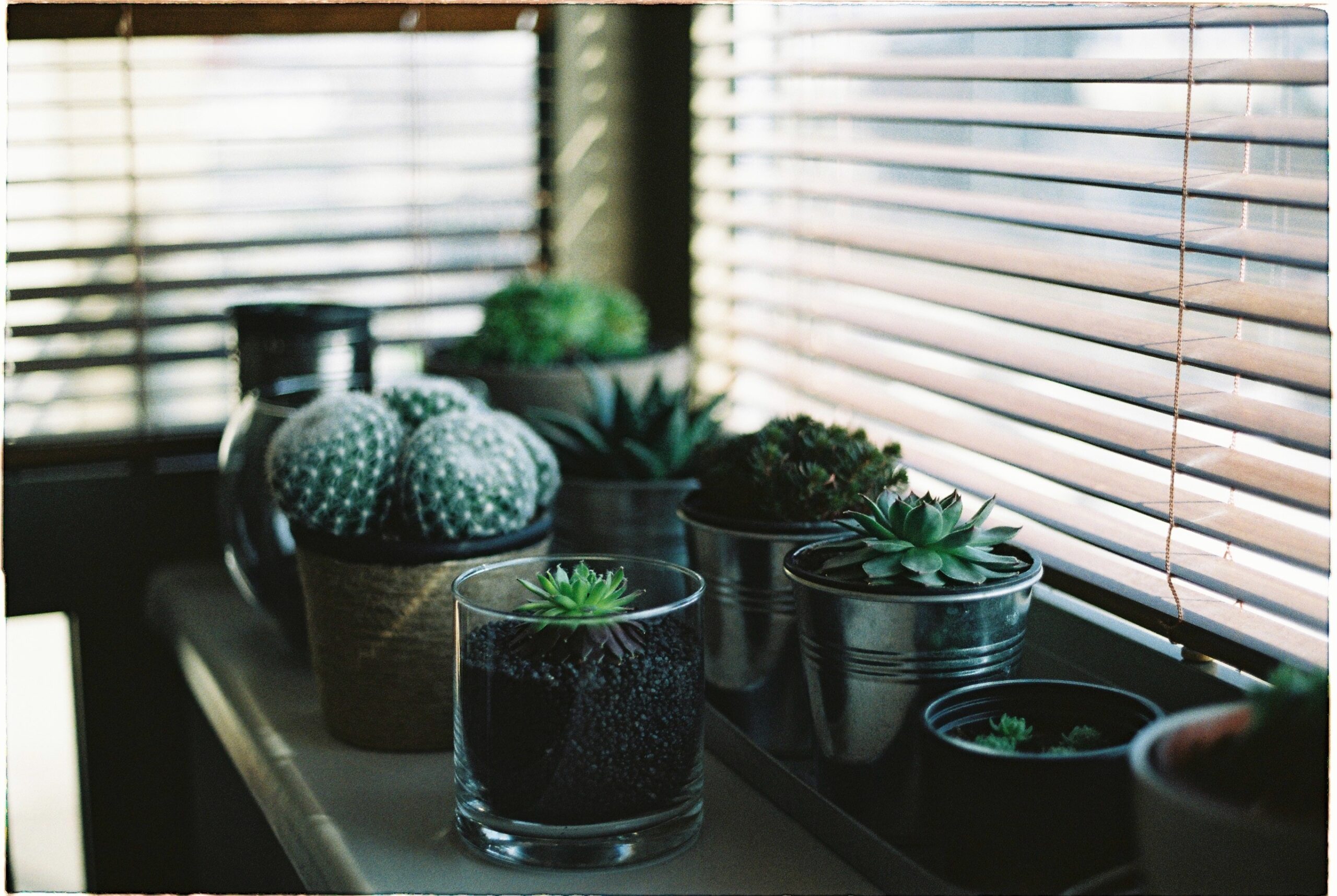 De 10 beste planten voor op de vensterbank