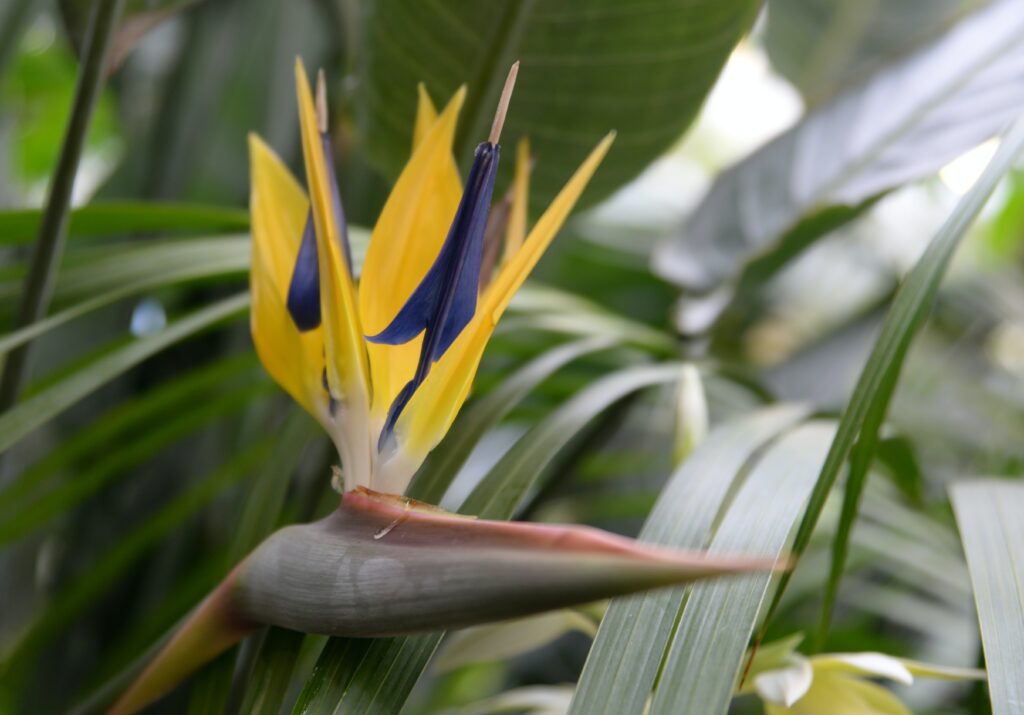 Strelitzia