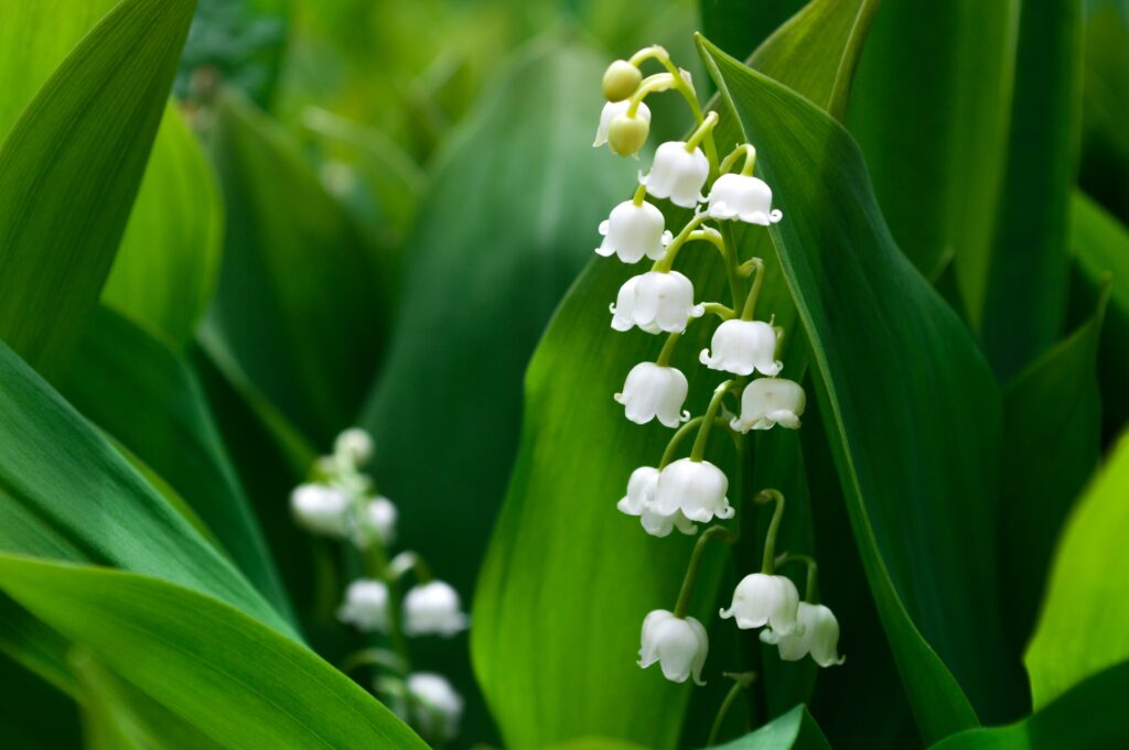 Alarm top 10 giftige planten in je tuin en de natuur