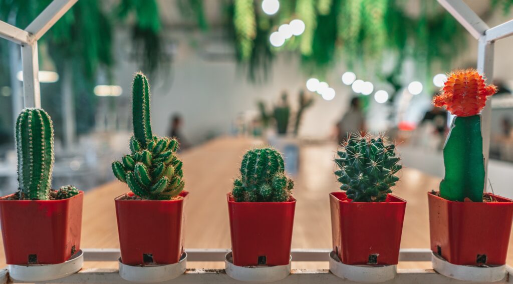 Cactussen beste planten voor in de vensterbank