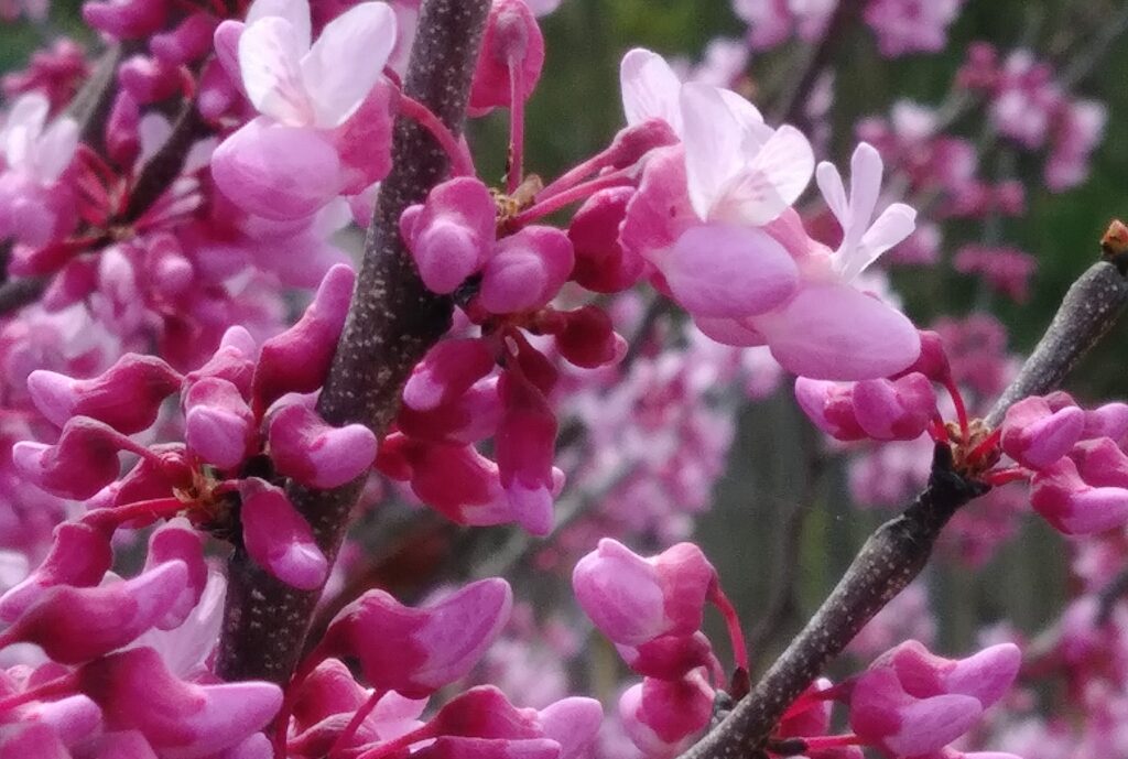 Cercis of Judasboom, soorten, onderhoud, snoeien & andere weetjes