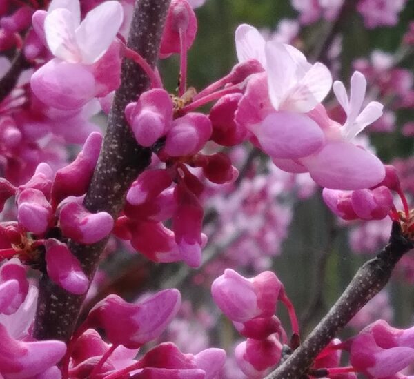 De Wilg Salix Soorten Waar Planten En Wanneer Snoeien Besteplantje nl
