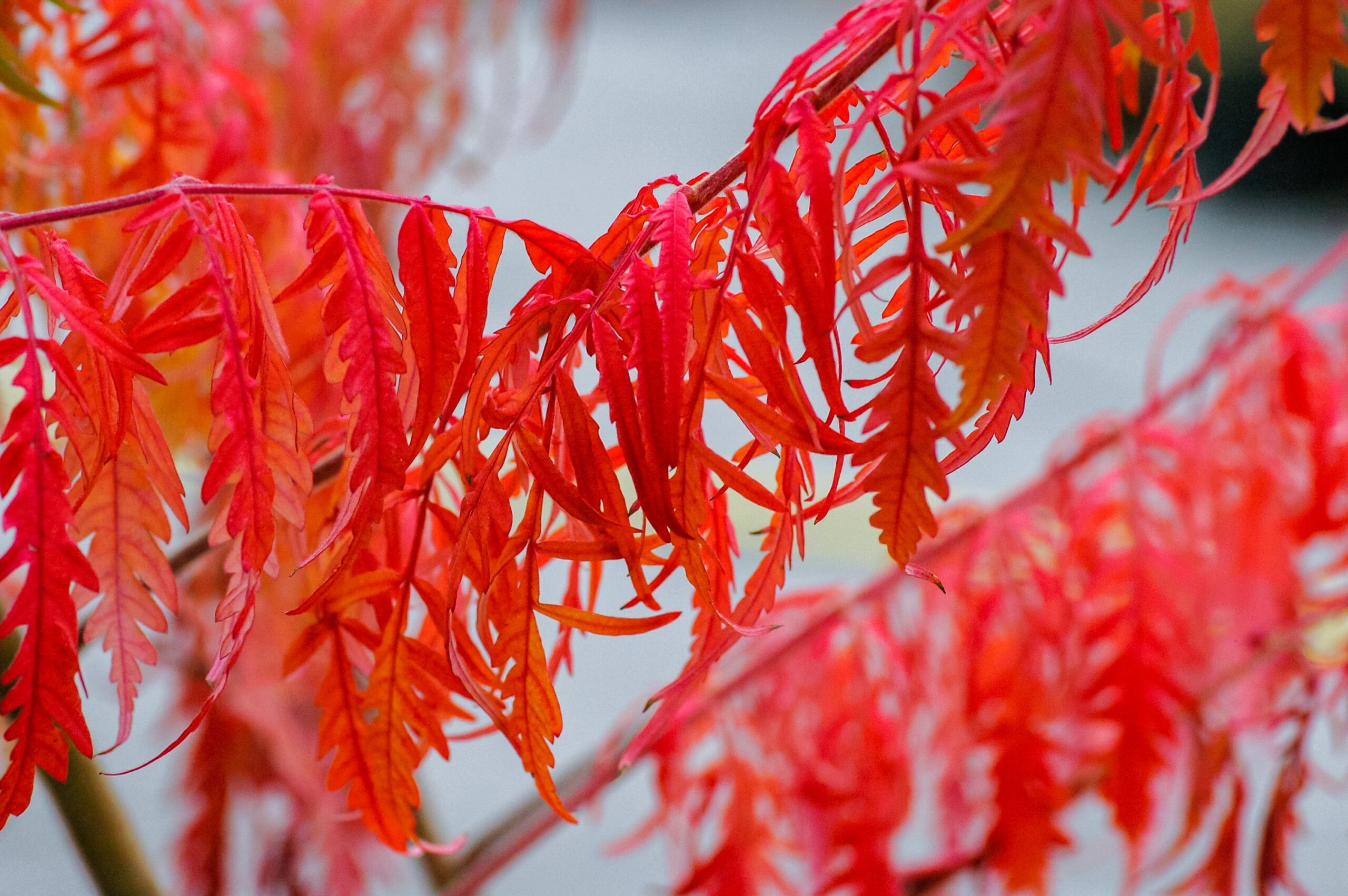 De Fluweelboom of Rhus typhina: planten, snoeien en woeker tegengaan