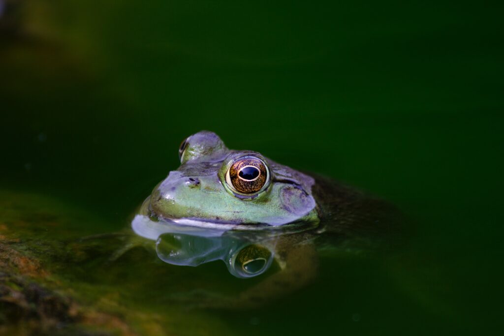 Dieren in de vijver