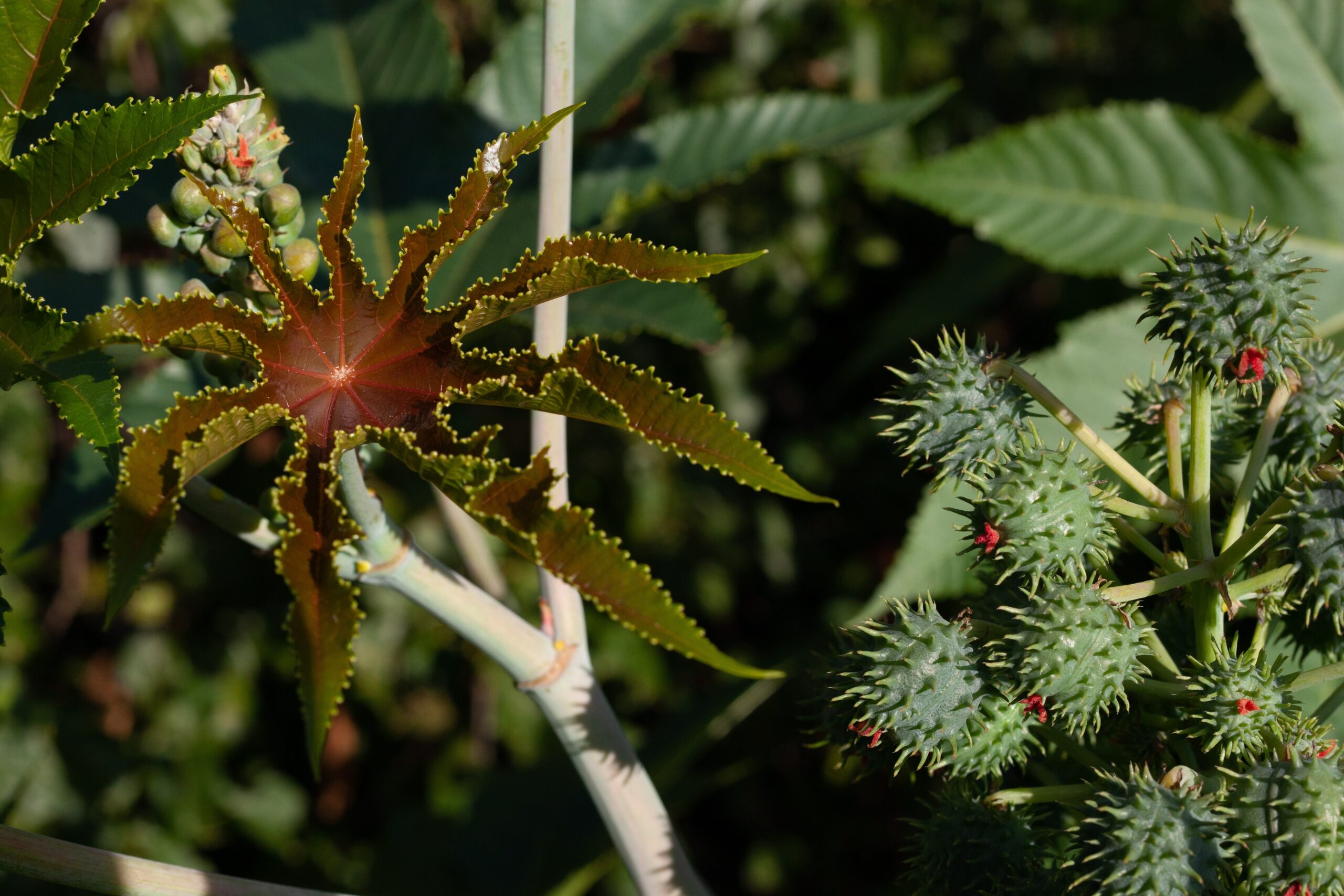 Een potentieel gevaar in je tuin Ricinus Communis - de giftige wonderboom