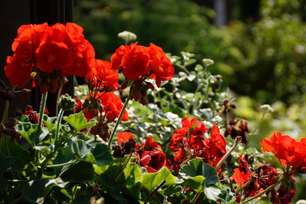 Geranium