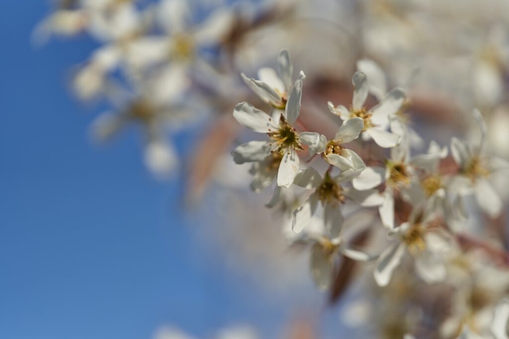 Krentenboom Amelanchier