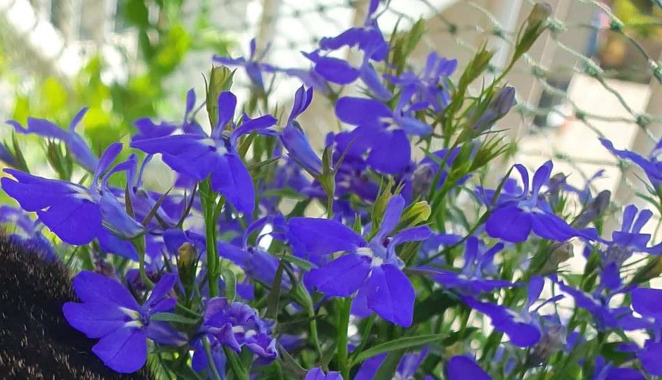 Lobelia