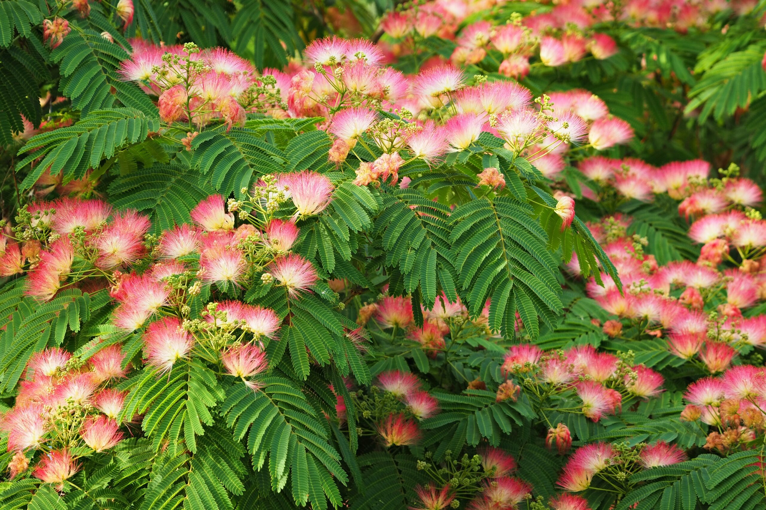 De Perzische slaapboom: Albizia julibrissin, makkelijk klein te houden en perfect voor de kleine tuin