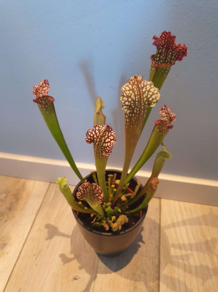 Sarracenia