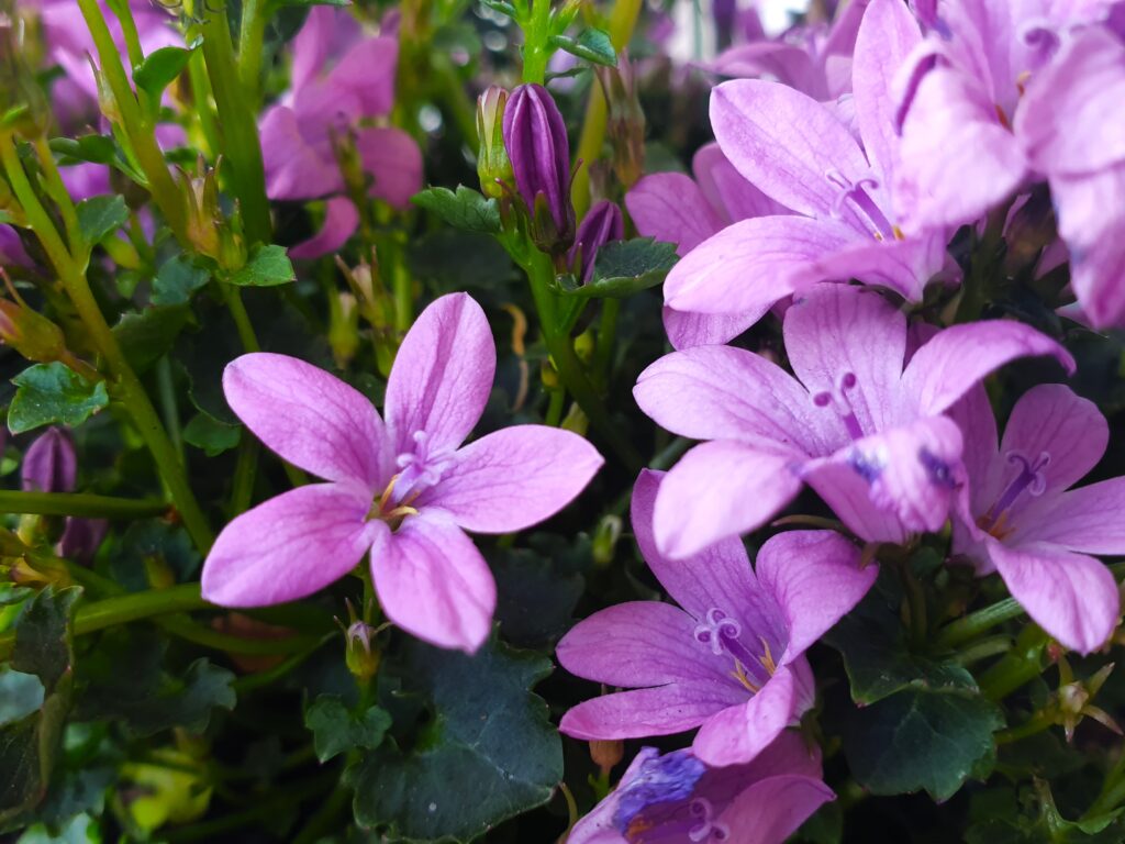 Campanula