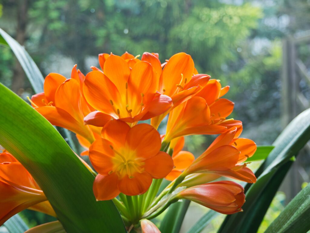 Clivia Miniata verzorging