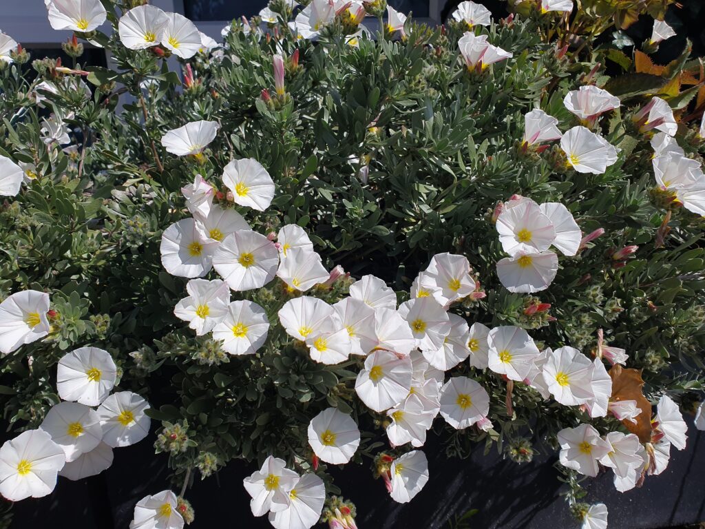 Convolvulus cneorum of Zilverwinde, snoeien, stekken en winterhard