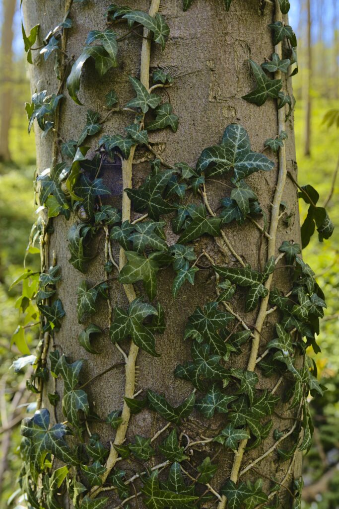 Hedera helix buiten