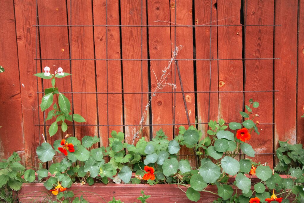 tuinkalender juni