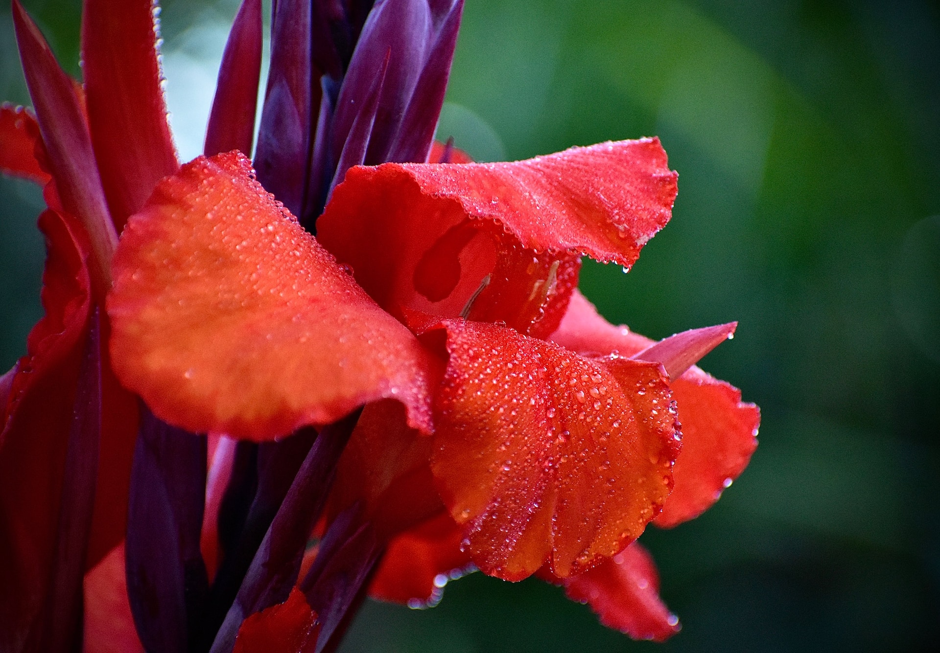 Canna (bloemriet) een tropische verrassing in de tuin