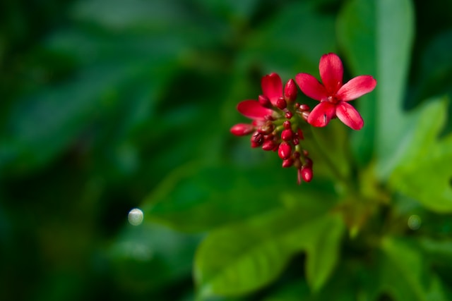 De Flessenplant, oftewel Jatropha podagrica, verzorging en tips