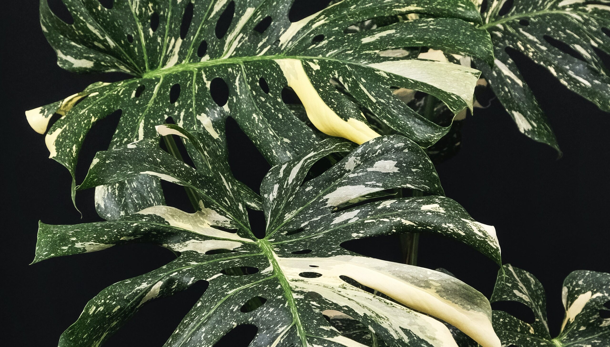 De duurste kamerplant ter wereld Rhaphidophora Tetrasperma Variegata