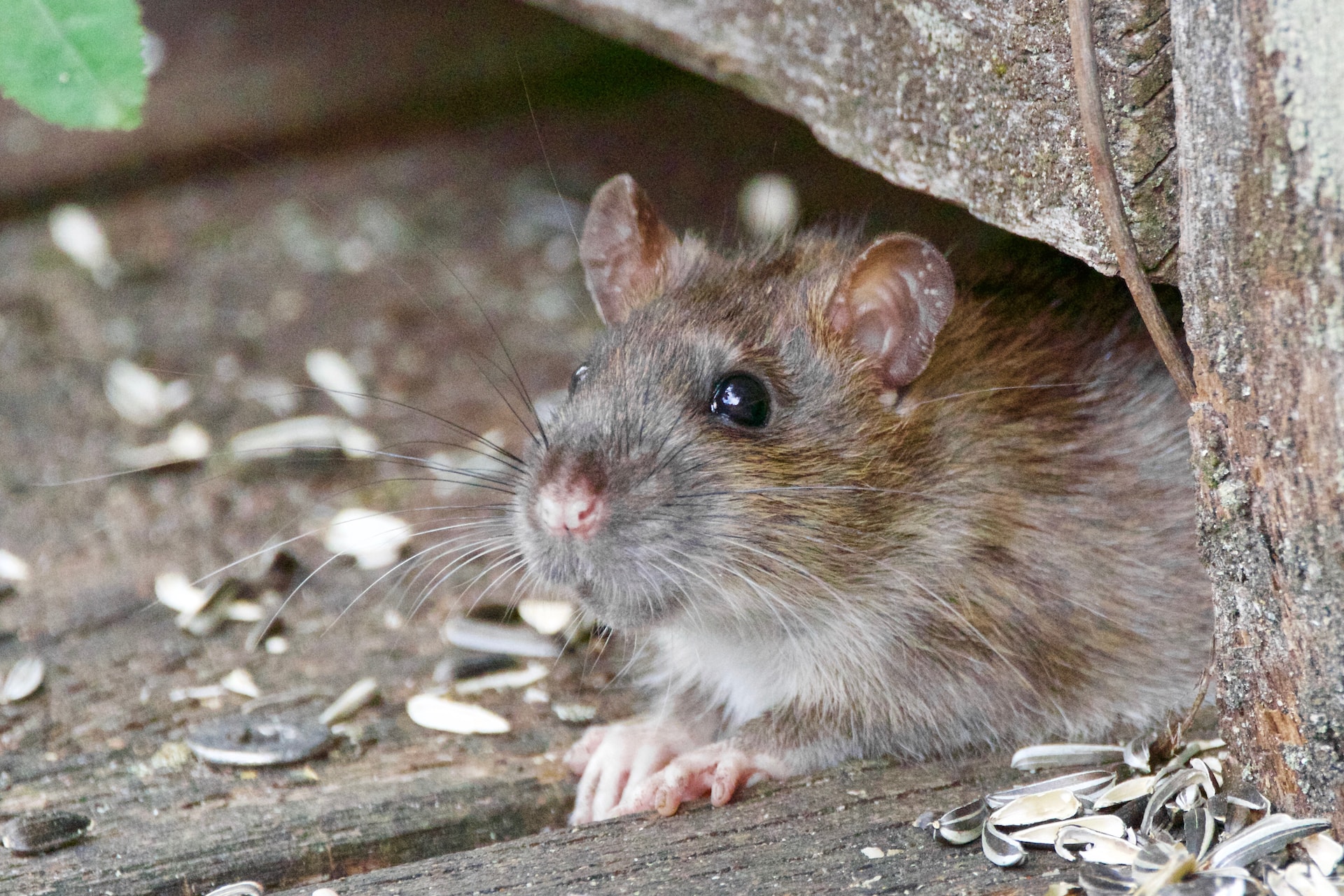 Ratten in de tuin, zijn ze gevaarlijk en hoe ga je ermee om