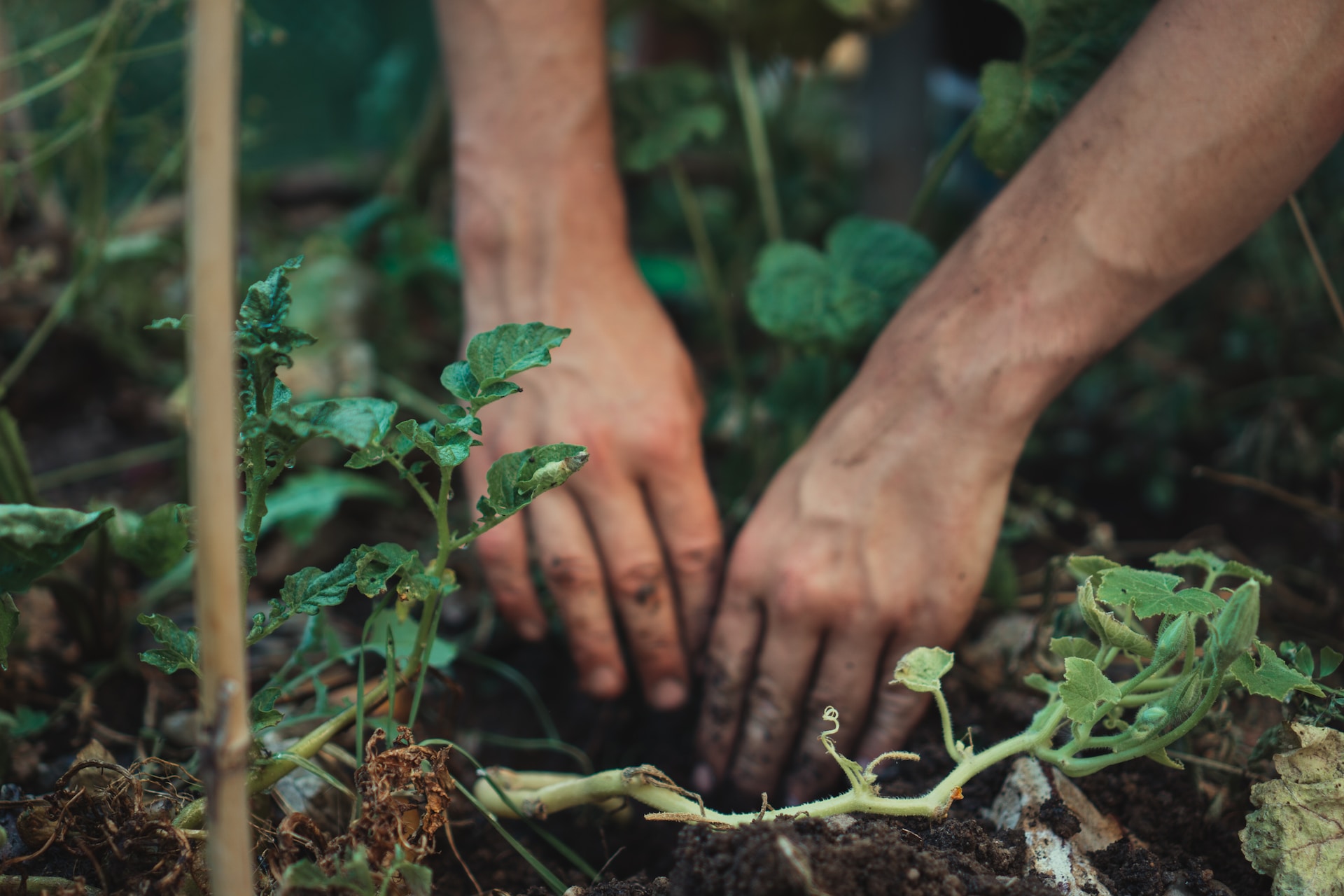 Tuinkalender september, tijd voor kleine klusjes in de tuin