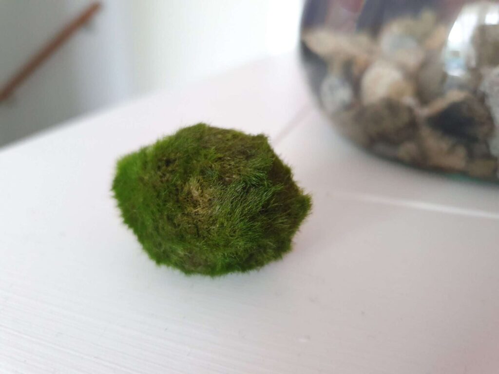 Marimo mosbal