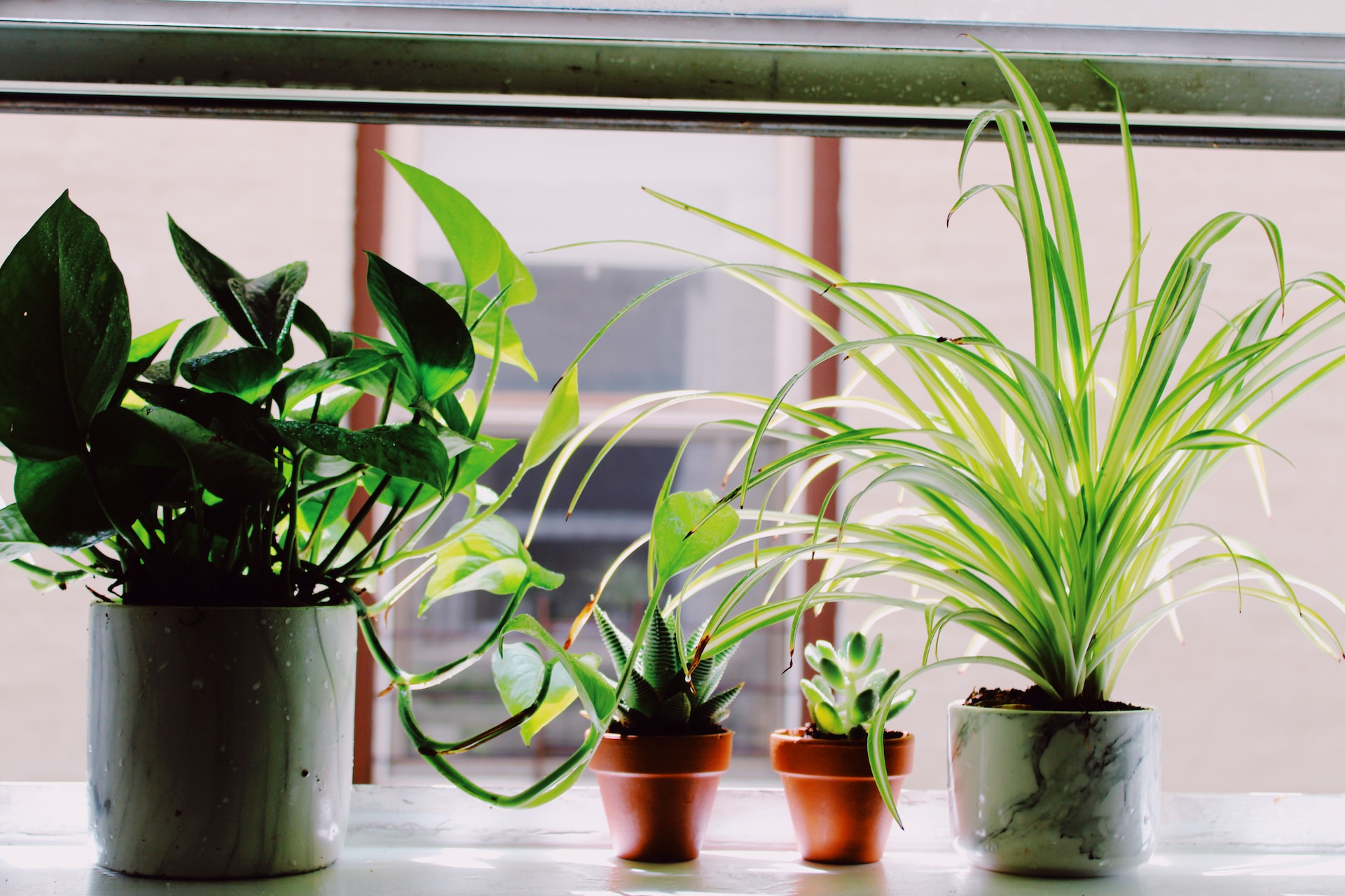 Verzorging van kamerplanten in de winter: 5 tips