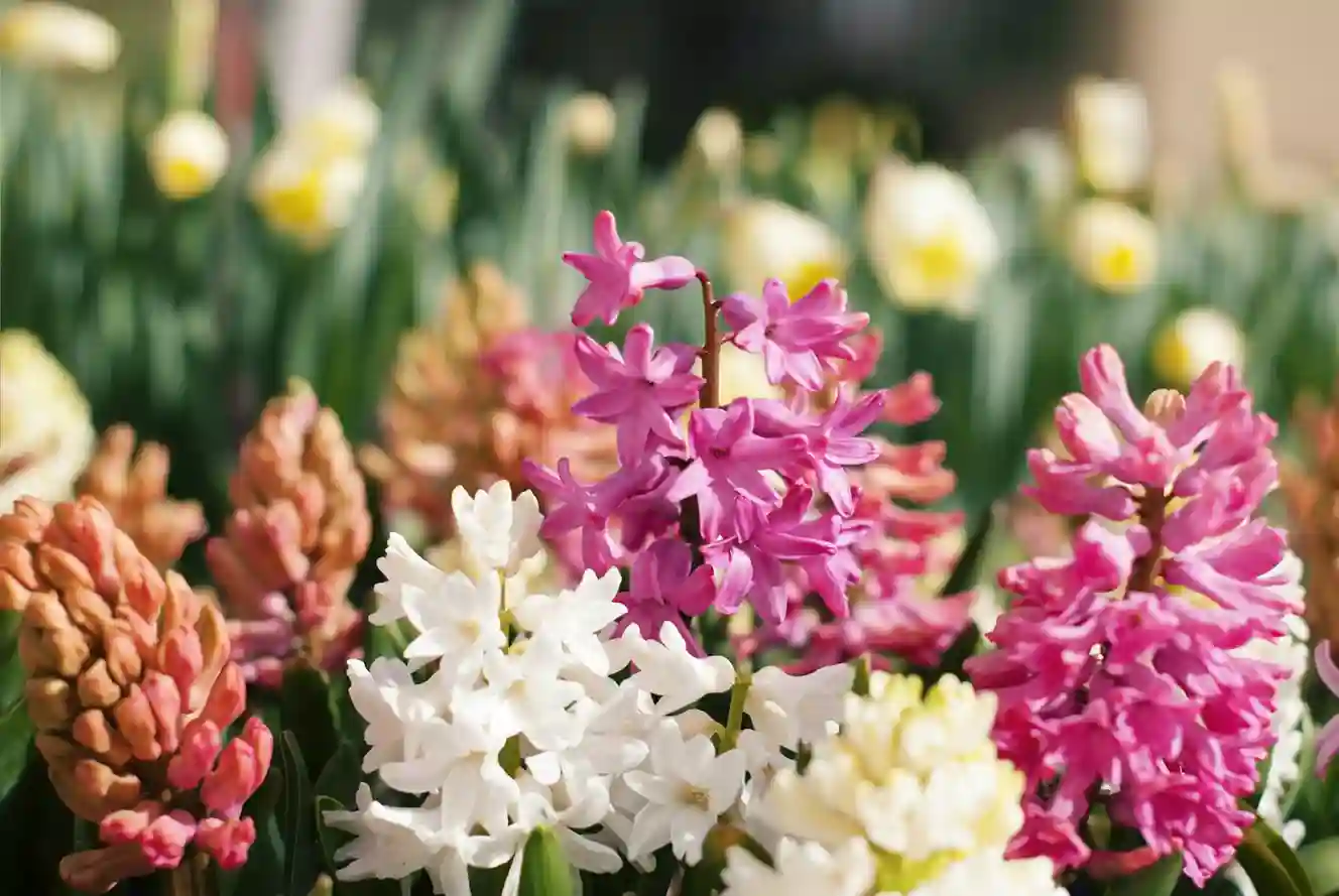 De hyacint: de voorjaarsbloeier voor binnen en buiten