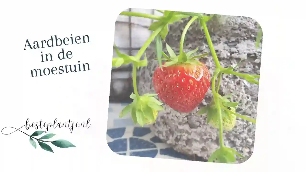 Aardbeien in de moestuin, tips voor een goede oogst