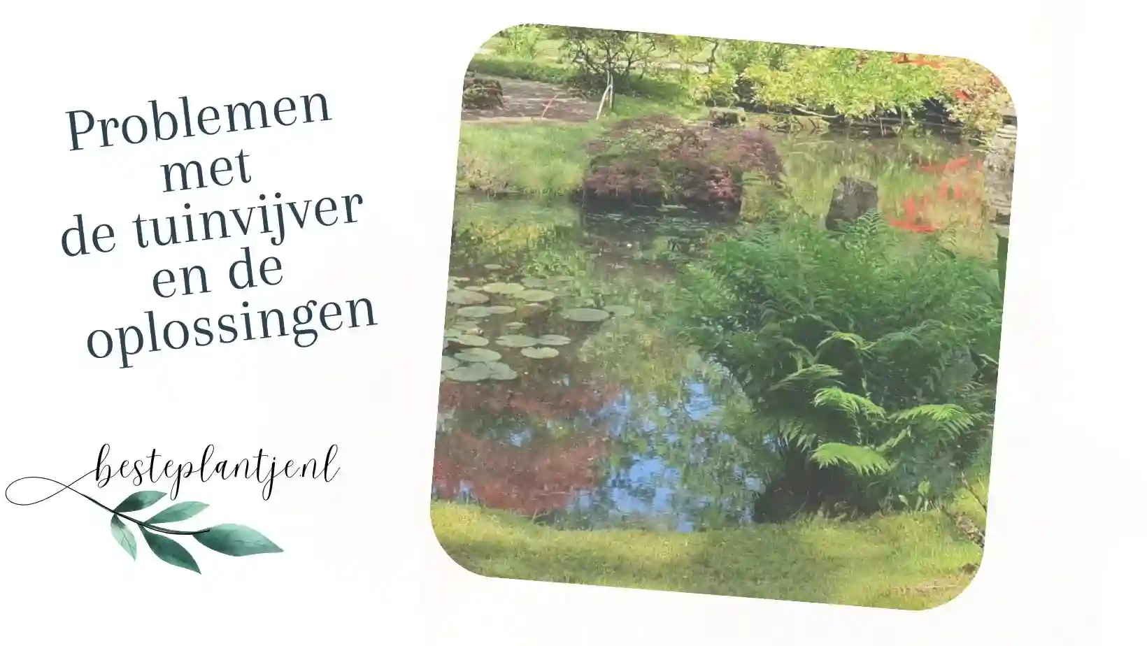 Problemen met de tuinvijver en de oplossingen