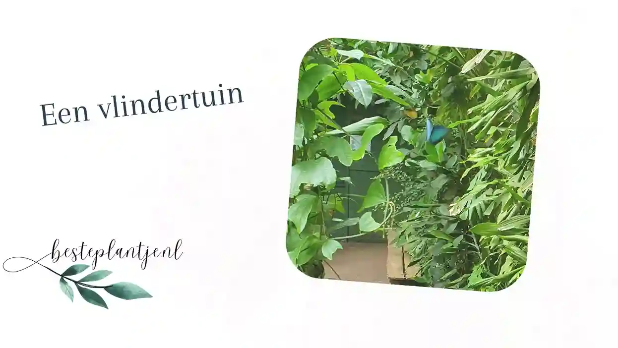 Een vlindertuin, ook iets voor jou