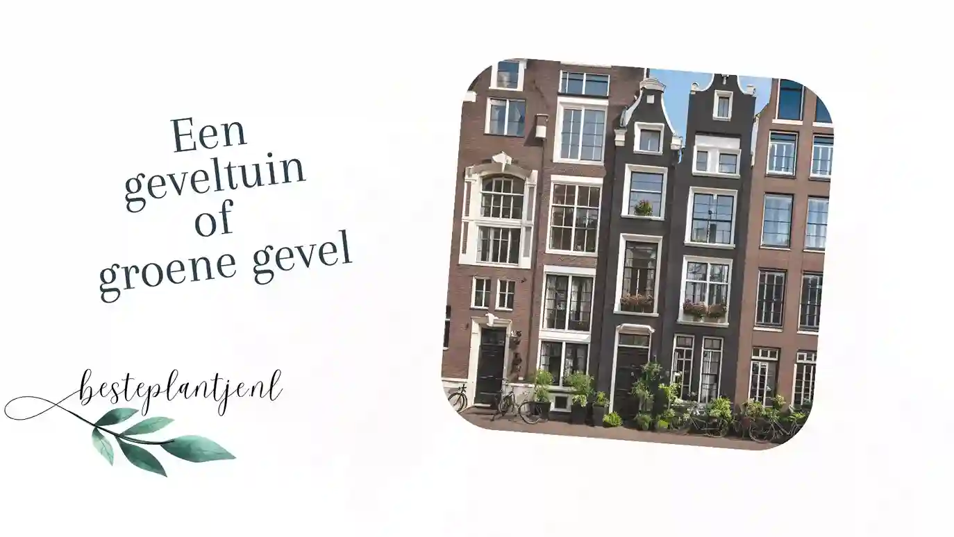 De geveltuin of groene gevel, hoe pak je dat aan?